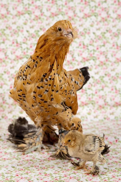 Baby-Hühner — Stockfoto