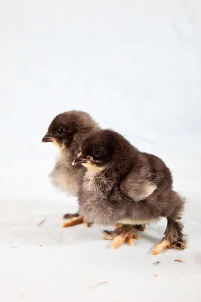 Baby kycklingar — Stockfoto