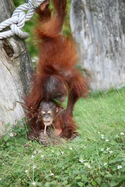 Dwa dziecko orang utans — Zdjęcie stockowe