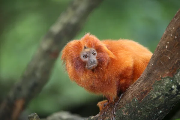 Küçük Altın Aslan pembe maymun maymun — Stok fotoğraf