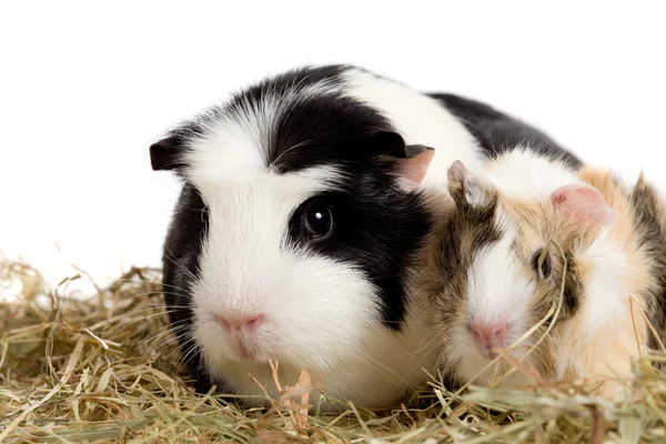 Guinea pig family — Stock Photo, Image