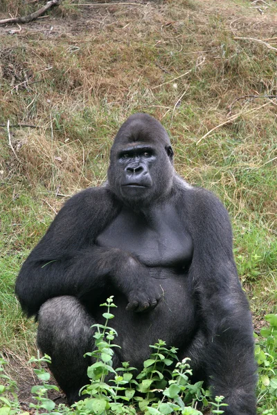 Gorila impressionante. — Fotografia de Stock