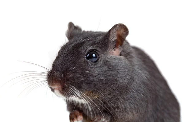 Sevimli küçük bir fare — Stok fotoğraf