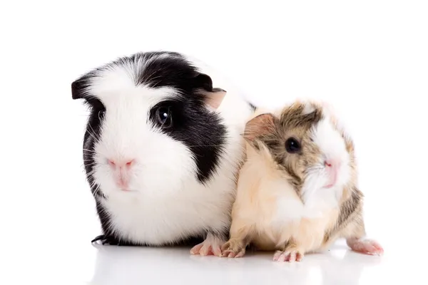 Family guinea pigs — Stock Photo, Image