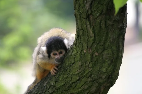 Macaco-esquilo curioso — Fotografia de Stock