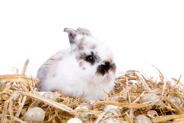 Милый пасхальный кролик — стоковое фото