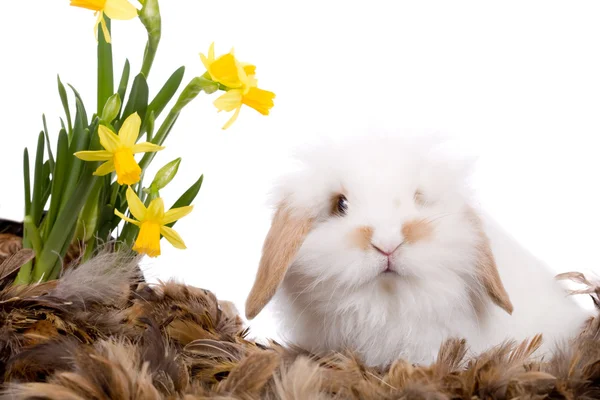 可爱的小白色兔子 — 图库照片