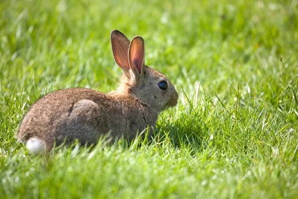 stock image Little bunny