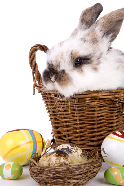 Eaaster bunny — Stock Photo, Image