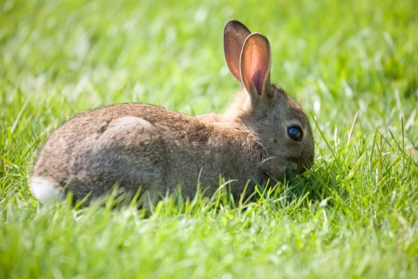 stock image Little bunny grazing