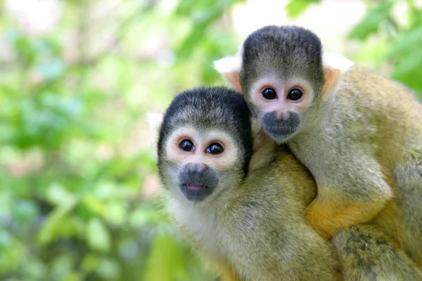 Macaco-esquilo da família — Fotografia de Stock