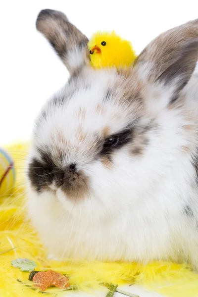 Adorable bunny with easter chicken — Stock Photo, Image