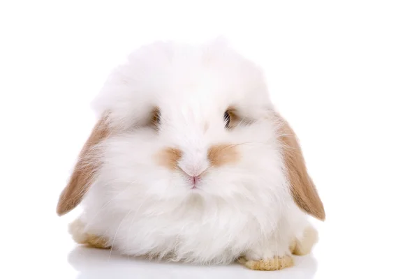 Piccolo coniglietto — Foto Stock