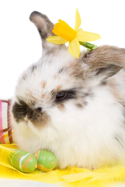春天的小兔子 — 图库照片