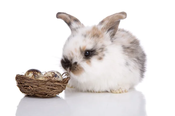 Easter bunny — Stock Photo, Image