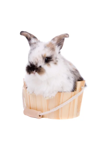 Купающийся кролик — стоковое фото