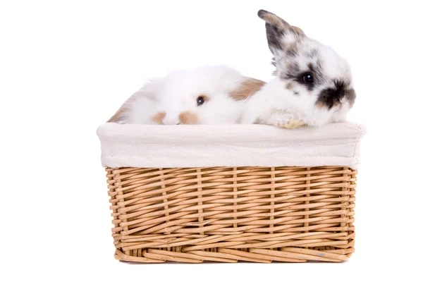 Coelhinhos em uma cesta — Fotografia de Stock