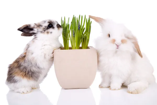 Coniglietti di Pasqua — Foto Stock