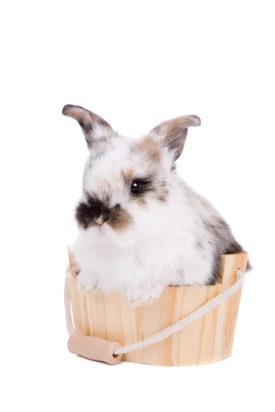 在浴缸里的小兔子 — 图库照片