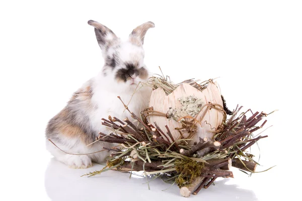 Adorable bunny — Stock Photo, Image