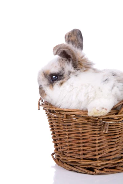 在篮子里的小兔子 — 图库照片