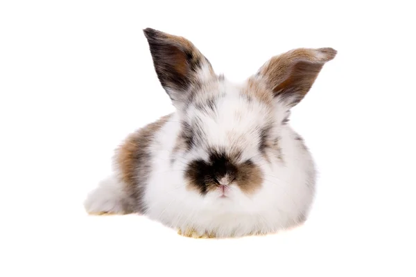 Cute bunny — Stock Photo, Image