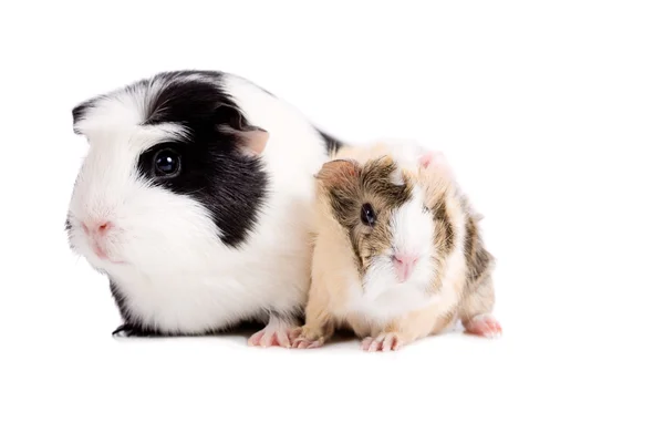 Mother and baby guinea pig — Stock Photo, Image