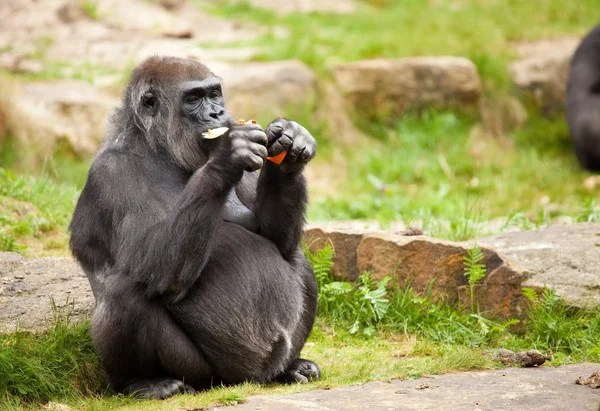 Жіночий горили — стокове фото