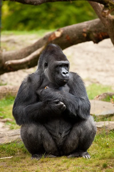 Gorillamännchen — Stockfoto