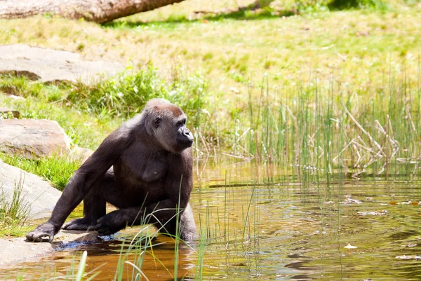 Жіночий горили — стокове фото