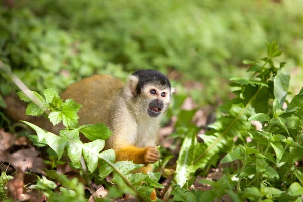 Macaco-esquilo — Fotografia de Stock