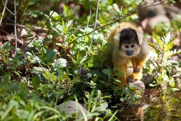 Cute young squirrelmonkey — Stock Photo, Image