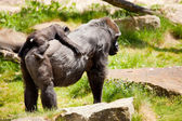 Gorillamutter mit Jungtieren