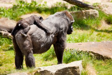 Mother gorilla with young clipart