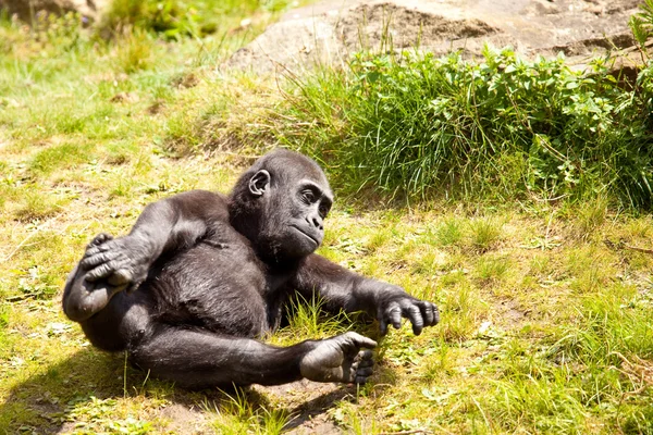 Spelen baby gorilla — Stockfoto
