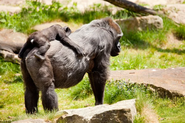 Moeder gorilla met jonge — Stockfoto