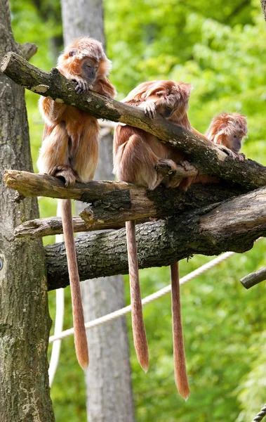 Три обезьяны подряд — стоковое фото
