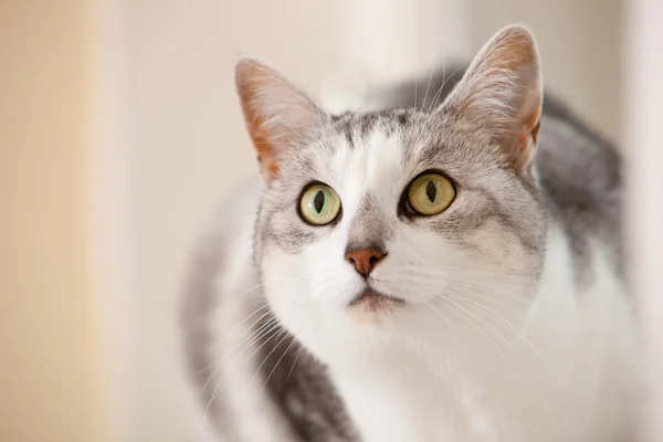 美しい猫 — ストック写真