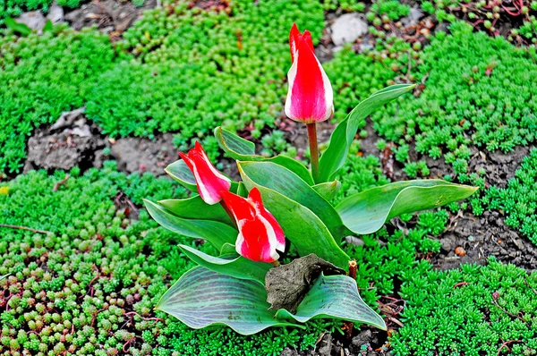 3 czerwono białe tulipany — Zdjęcie stockowe