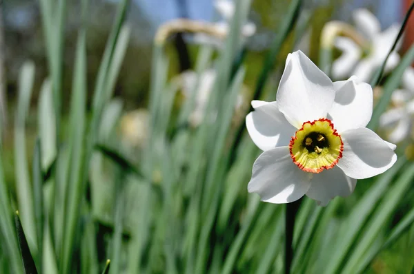 stock image Narcissus