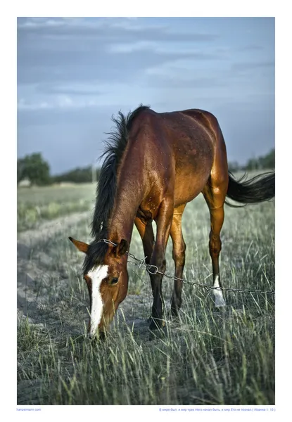Grazing horse — Stock Photo, Image