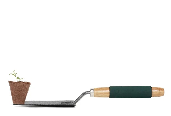 Daisy seedling on gardening shovel — Stock Photo, Image