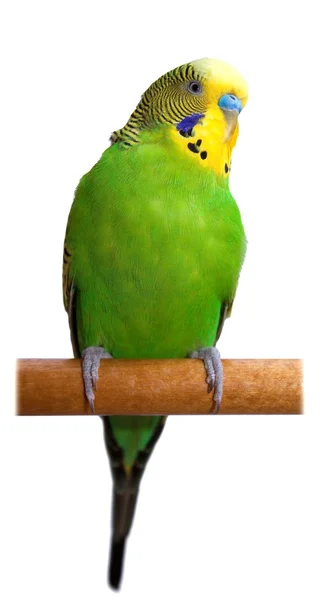 Papagaio verde australiano isolado — Fotografia de Stock