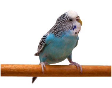 Australian Blue Parrot isolated clipart