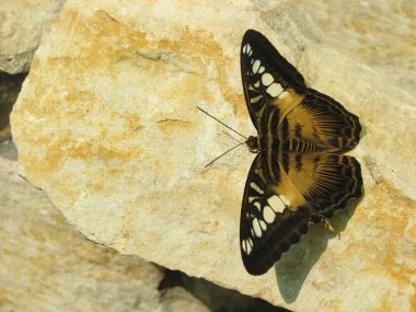 Brown Butterfly on the Stone clipart