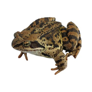 Brown Frog isolated clipart