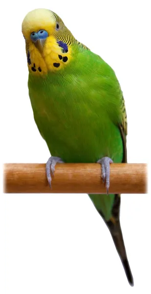 Australijski Zielona papuga na białym tle — Zdjęcie stockowe