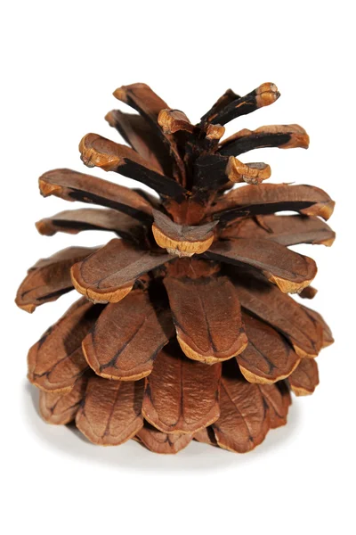 오래 된 건조 pinecone 절연 3 — 스톡 사진