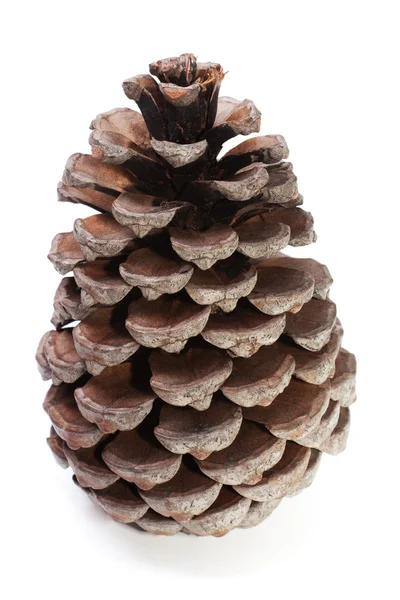 큰 건조 pinecone 절연 — 스톡 사진