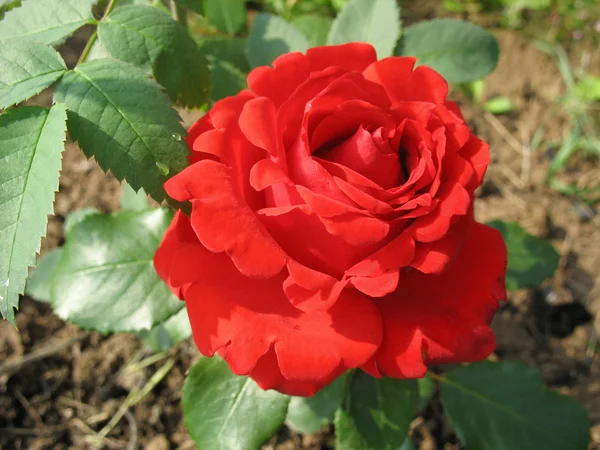 Giardino Rosa Rossa — Foto Stock